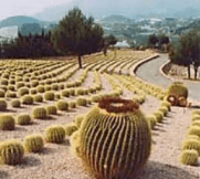 Cactuslandia