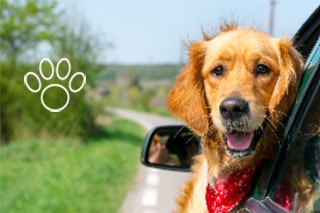 Holiday home with dog